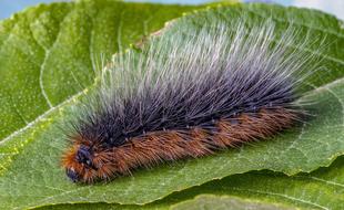 Garden-Tiger Moth Larva