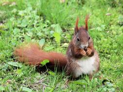 The Squirrel Rodent Rusty