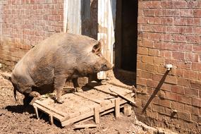 Pig Sty Animal