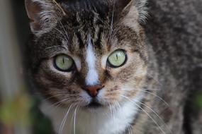 Cat Face Eyes macro
