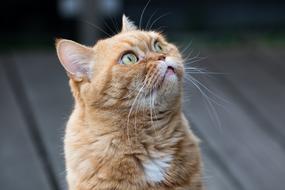 Cat British Shorthair Face
