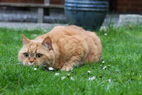 Cat Red British Shorthair