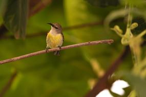 cute bird in nature