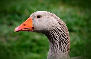 Goose Domestic Animal