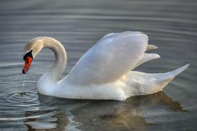 Swan Bird Animal