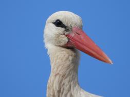 Stork The Head Of Bird