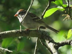 Sparrow Closeup Tree