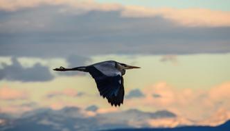 crane flies against the calm sky