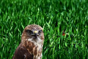 Ave Bird Field