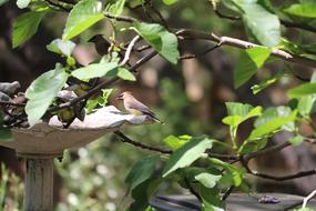 Bird Wildlife Cedar Wax Wing Fig