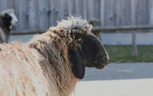 Sheep Wool Animal