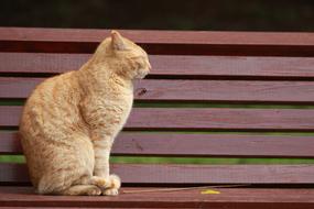 Animal Cat Park