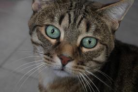 Cat Pet Animal