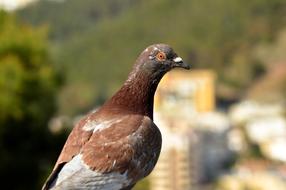 City Pigeon Bird Animal