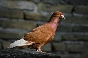 brown homing pigeon