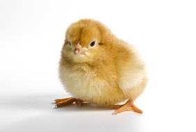 Little Cute Poultry