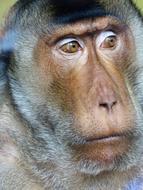 Monkey Mammal Portrait