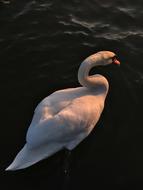 Bird Water Nature