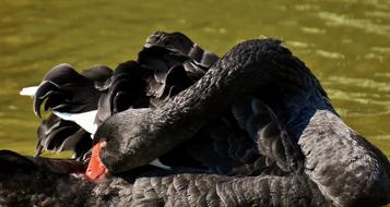 Swan Black Water Bird