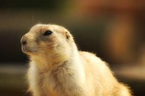close-up of a furry animal