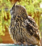 Owl Bird Feather Eagle