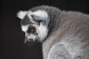 Mammal Primate Monkey