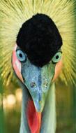 Bird Feather Nature Animal