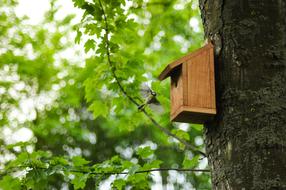Bird Tit Flying