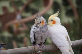 Bird Animal World