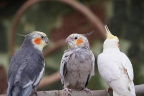 Cockatoo parrots