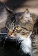 Cute Animal Cat