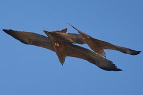 Milan Bird Of Prey