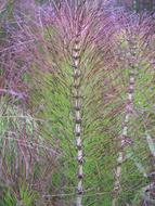 purple horsetail on the field