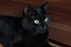 Cat Portrait Cute