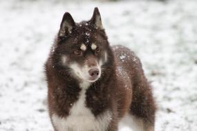 Snow Winter Frosty