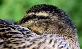 Duck Mallard Female