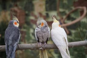 Bird Animal World