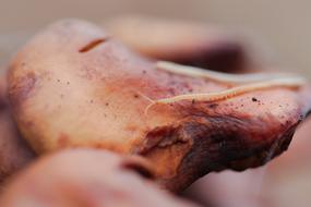 white worms crawling on meat