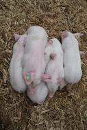 Piglet Litter Pig