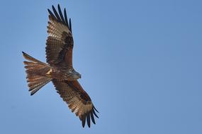 Milan Bird Of Prey
