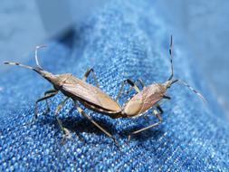Longhorn Beetle Longicornio