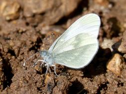 Butterfly Pieris Rapae Blanquita