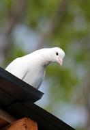 Dove Bird macro nature