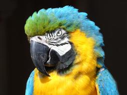 Parrot Wildlife Bird