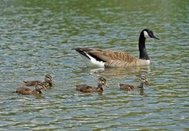 duck with her children in the water