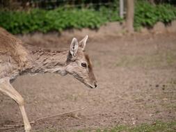 Hirsch Roe Deer Concerns