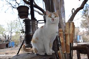 pet cat on a log
