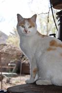 Animals Cat Cute