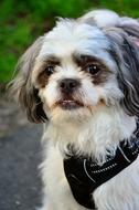Dog Hybrid Animal