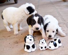 Puppy Dog